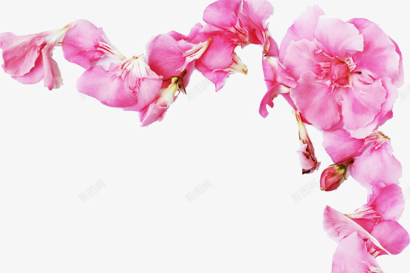 花瓣边框png免抠素材_新图网 https://ixintu.com 婚纱摄影 玫瑰花 粉色 背景 装饰