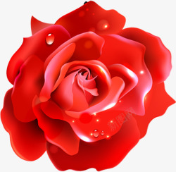 红玫瑰水滴手绘素材