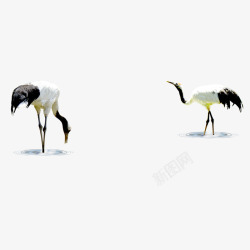 黑白长野生的鹤鸟高清图片