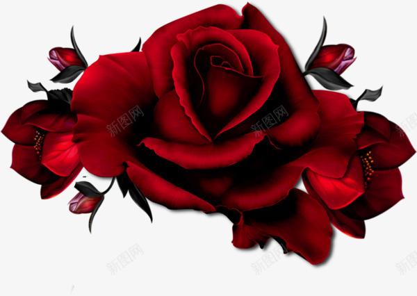 一朵红色的玫瑰花png免抠素材_新图网 https://ixintu.com 玫瑰花 红玫瑰 鲜花