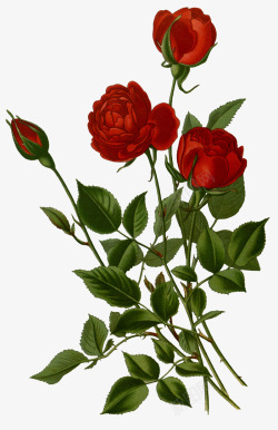 材手绘手绘红色玫瑰花材高清图片