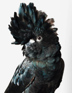 羽毛摄影黑色鹦鹉高清图片
