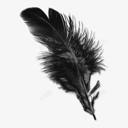 黑色的羽毛png免抠素材_新图网 https://ixintu.com 免抠素材 图案 羽毛 黑色