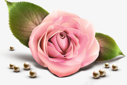 手绘粉色玫瑰珍珠素材
