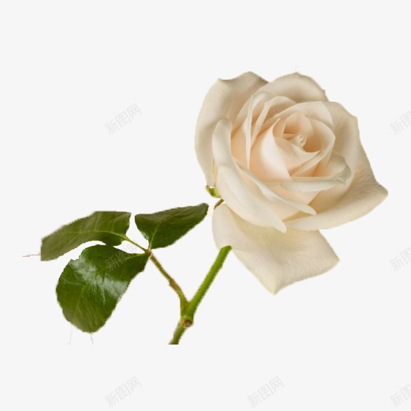 一枝白玫瑰png免抠素材_新图网 https://ixintu.com 手绘 爱情 白玫瑰 白玫瑰手绘 白色 盛开 绿色 美丽 高洁