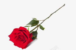 摄影红色鲜艳的玫瑰花素材