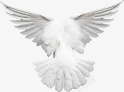 白鸽羽毛洁白翅膀素材