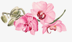PPT制作设计手绘粉色蝴蝶兰花卉高清图片