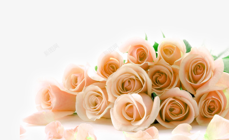 橘色玫瑰花束装饰图案png免抠素材_新图网 https://ixintu.com 免抠PNG 橘色 玫瑰花束 装饰图案 鲜花