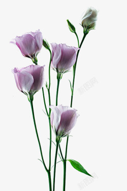 紫色花艺花艺高清图片