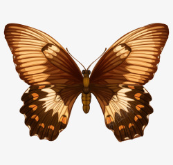 俯视图的蝴蝶漂亮彩色手绘俯视图蝴蝶矢量图高清图片