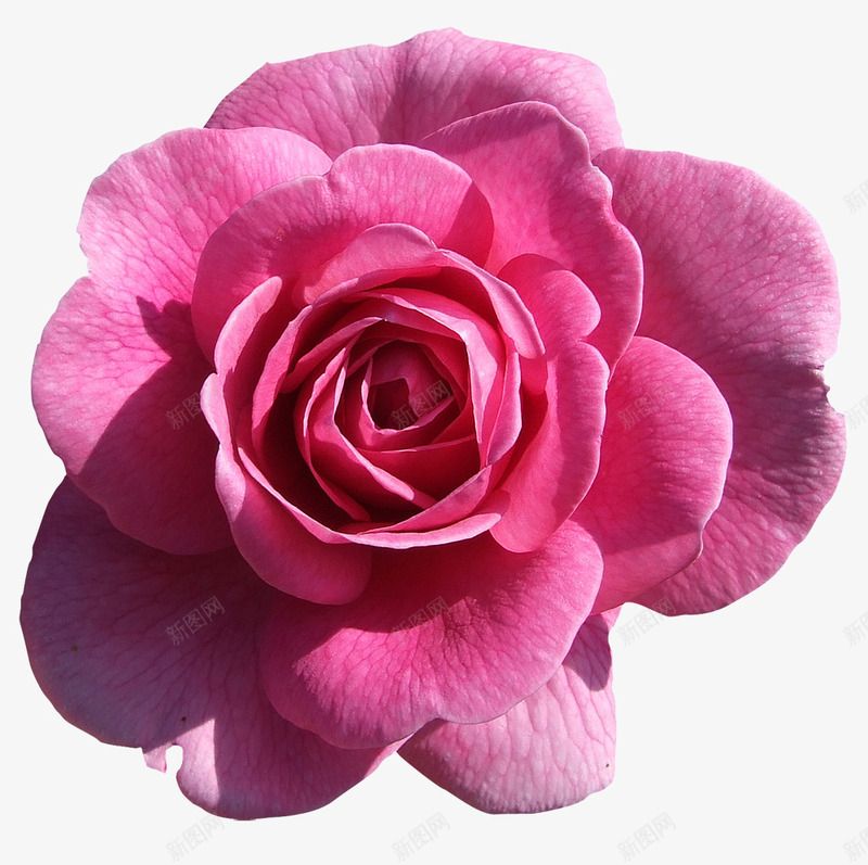 粉色玫瑰花朵png免抠素材_新图网 https://ixintu.com 玫瑰花 粉色玫瑰 花朵 鲜花