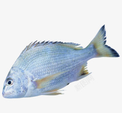鳊鱼鲢鱼高清图片