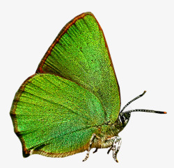 色彩漂亮绿色蝴蝶高清图片