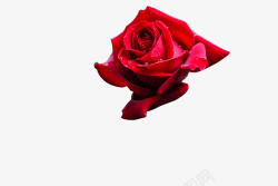 美丽的玫瑰花rose素材