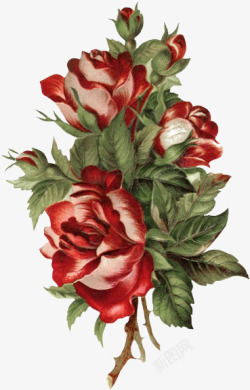 手绘彩铅红色玫瑰素材