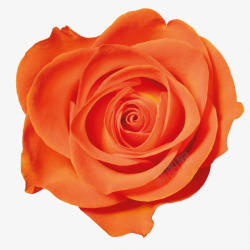 橙色玫瑰花素材