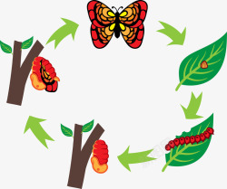 树杈透明PNG蝴蝶长大图表高清图片