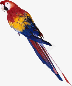 蓝鹦鹉手绘蓝红色羽毛鹦鹉高清图片