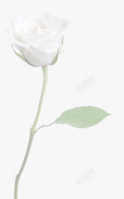 一只白色玫瑰素材