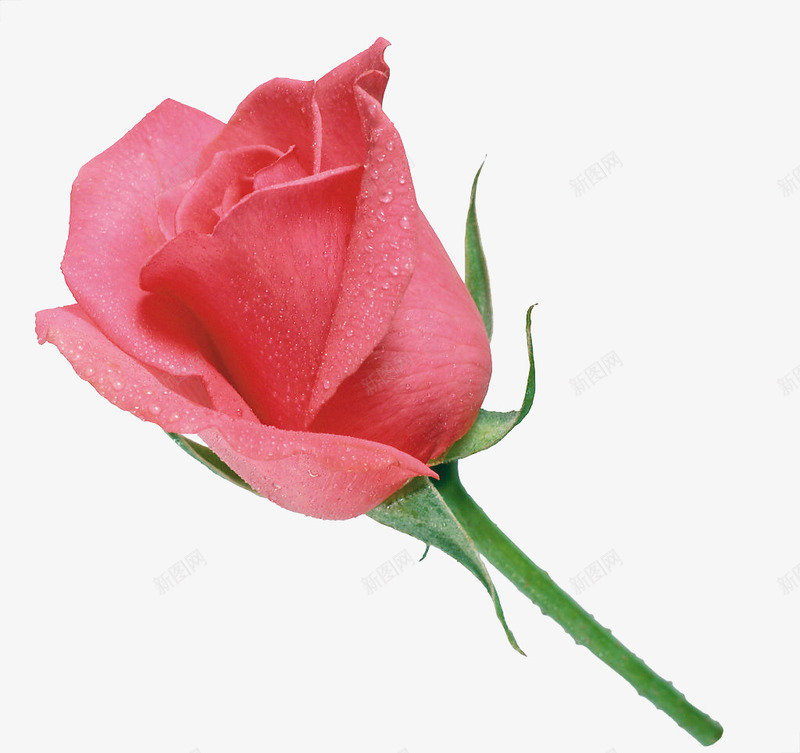 一朵玫瑰png免抠素材_新图网 https://ixintu.com 一朵 卡通 手绘 桔梗 玫瑰 粉色 绿色 花朵
