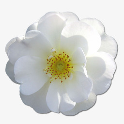 野玫瑰白2图标png_新图网 https://ixintu.com birthday flower love rose valentine white wild 情人节 爱 玫瑰 生日 白色的 花 野生