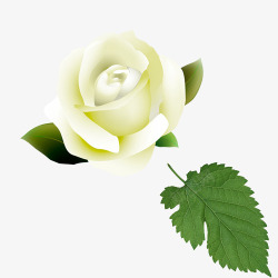 魅力的白玫瑰素材