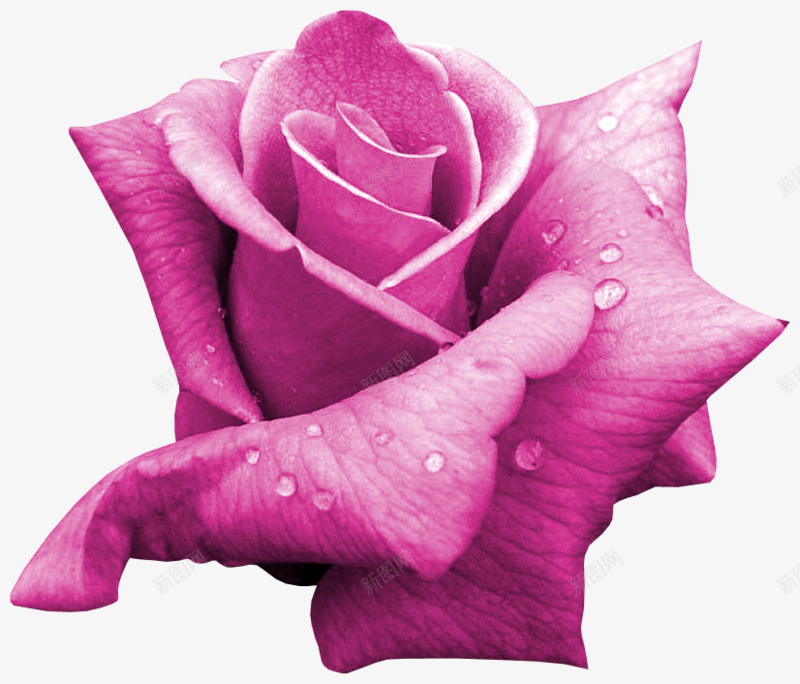 带露珠的玫瑰png免抠素材_新图网 https://ixintu.com 植物 红色 花瓣 鲜花