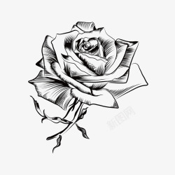 玫瑰花卉装饰手绘花卉黑白花卉装饰高清图片