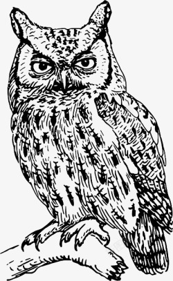 灰色的毛头鹰猫头鹰插画图标高清图片