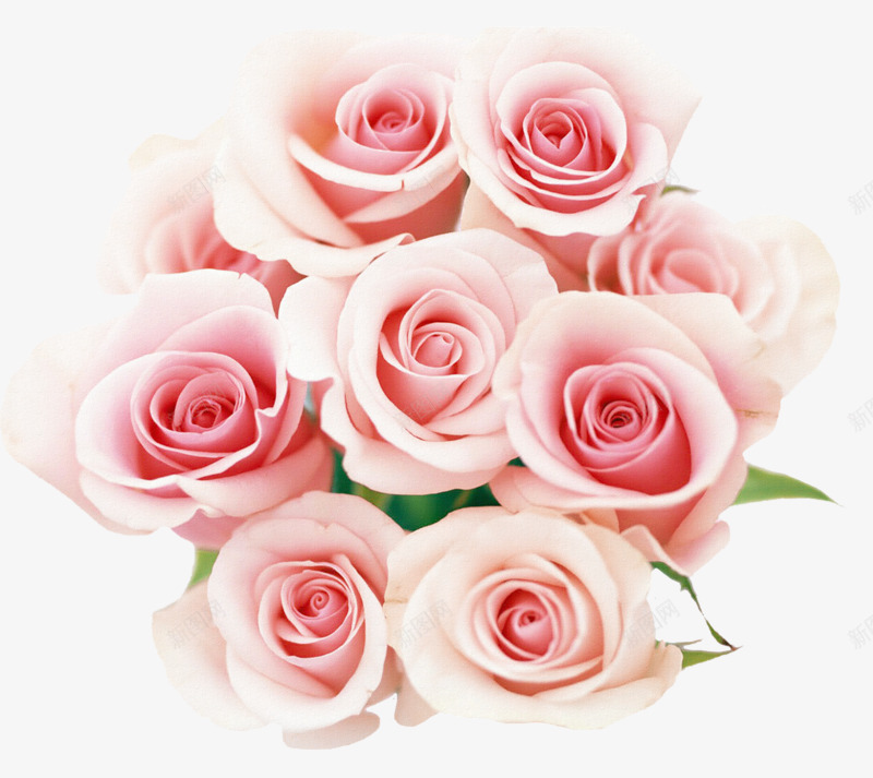 一束粉玫瑰png免抠素材_新图网 https://ixintu.com 玫瑰 粉色 花朵 鲜花