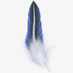 蓝色羽毛尾部蓝色素材