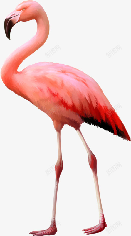 粉色鸵鸟png免抠素材_新图网 https://ixintu.com 动物世界 卡通 羽毛 鸵鸟