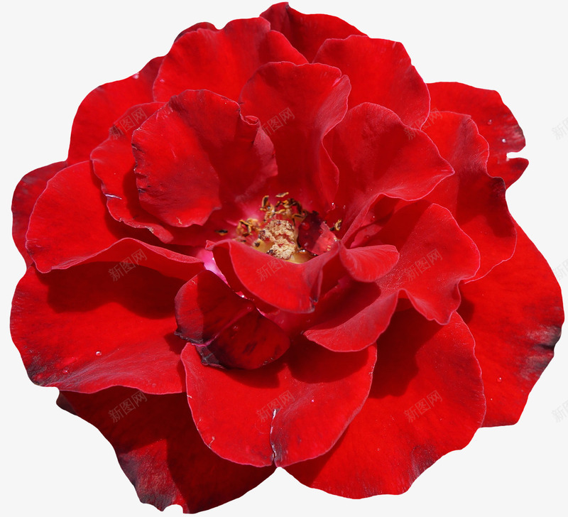 绽放的红玫瑰png免抠素材_新图网 https://ixintu.com 植物 玫瑰 红玫瑰 自然 艳丽 花 花朵 鲜花