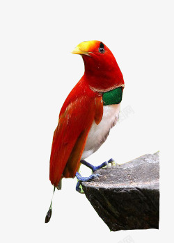 红色嘴村红色的鸟高清图片