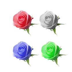 一绿一白四色玫瑰高清图片