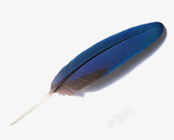 漂亮画笔蓝色的羽毛片高清图片