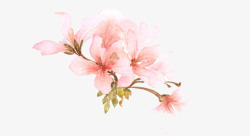 甜杏仁和木槿花粉色木槿花高清图片