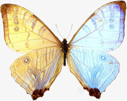 昆虫实拍彩色蝴蝶标本高清图片