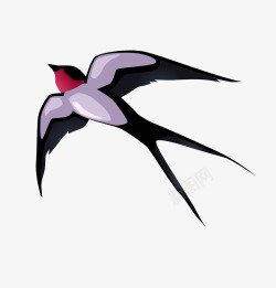 喙紫色的燕子高清图片