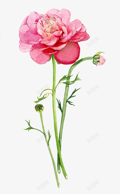 粉红色玫瑰psd免抠素材_新图网 https://ixintu.com 植物 玫瑰花 粉红色 花蕾