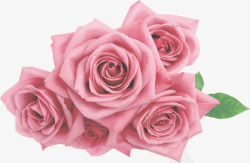 浅粉玫瑰花束素材