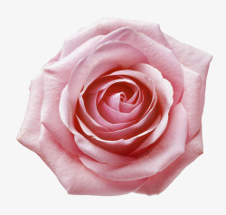 粉色玫瑰特写素材