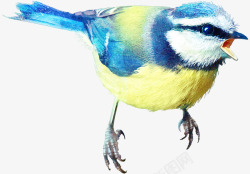 鸟虫图片鸟虫手绘虫鸟元素麻雀高清图片