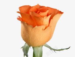 橙色玫瑰花花素材