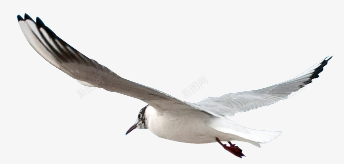 羽毛鸽子png免抠素材_新图网 https://ixintu.com 乳鸽 放飞鸽子素材 飞鸽 鸽子图片 鸽子图片素材 鸽子素材