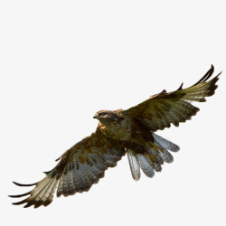 鹰击长空展翅的鹰高清图片