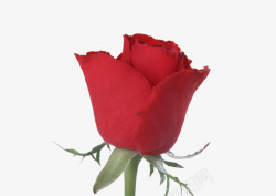 最爱的人红色高贵送给最爱的人的玫瑰花高清图片