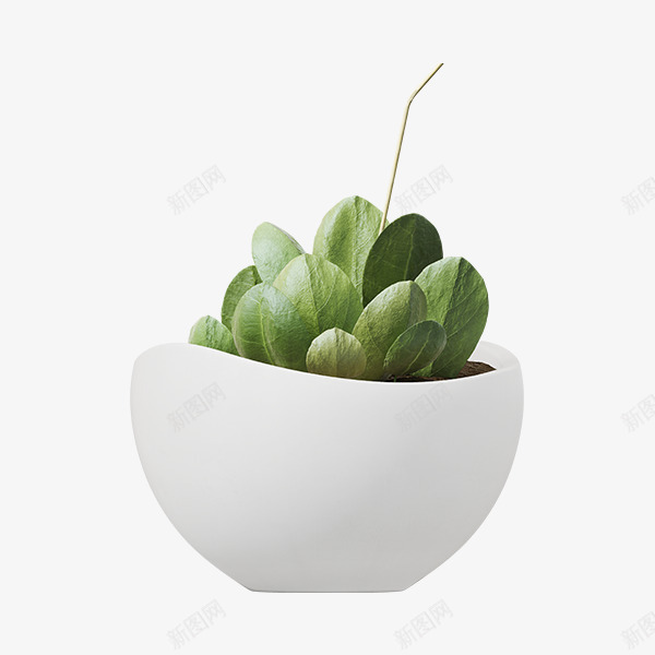 花盆植物png免抠素材_新图网 https://ixintu.com 卡通 圆形 手绘 植物 白色 绿色 花盆 陶瓷