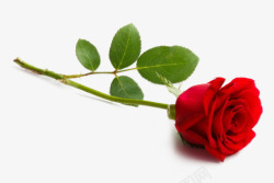 红色玫瑰婚庆报纸素材